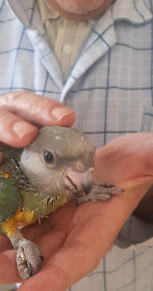 Le Bardo&nbsp;Le Bardo&nbsp;Oiseaux&nbsp;Autre&nbsp;Des youyou du s�n�gal