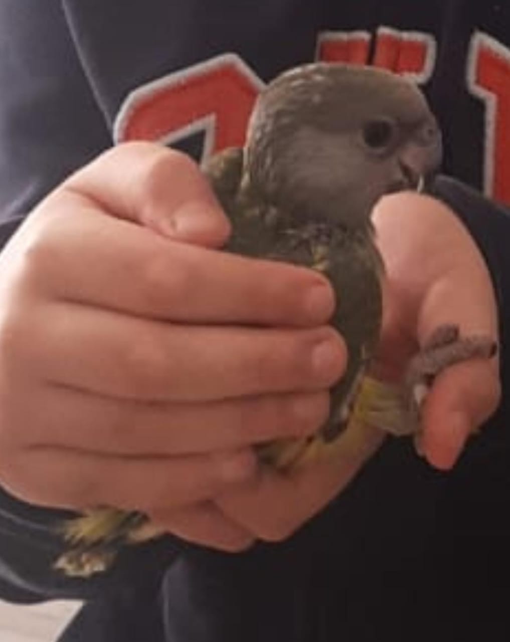 Le Bardo&nbsp;Le Bardo&nbsp;Oiseaux&nbsp;Autre&nbsp;Des youyou du s�n�gal