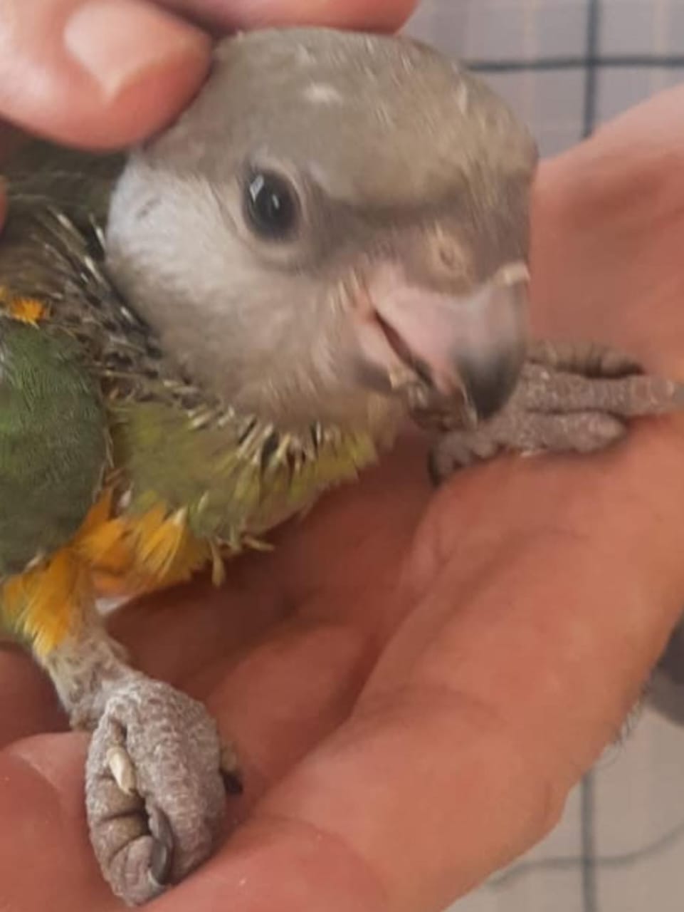 Le Bardo&nbsp;Le Bardo&nbsp;Oiseaux&nbsp;Autre&nbsp;Des youyou du s�n�gal