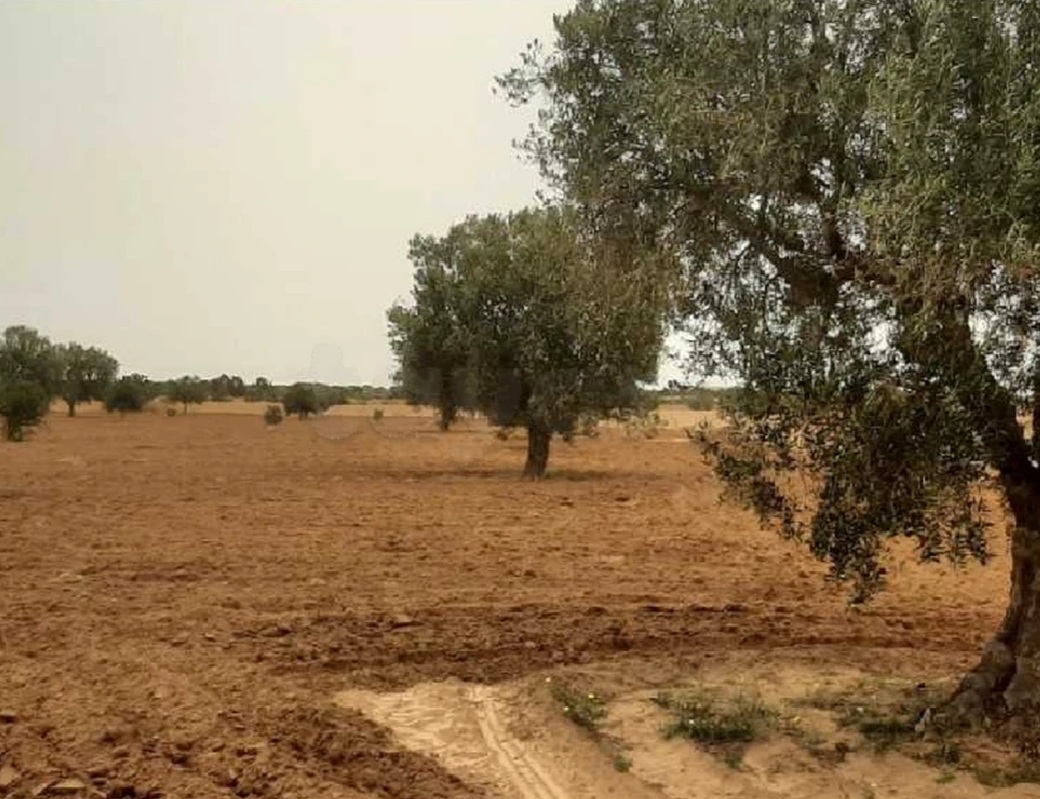 Sfax Sud&nbsp;El Ain&nbsp;Terrain&nbsp;Terrain agricole&nbsp;Boura elain km 23