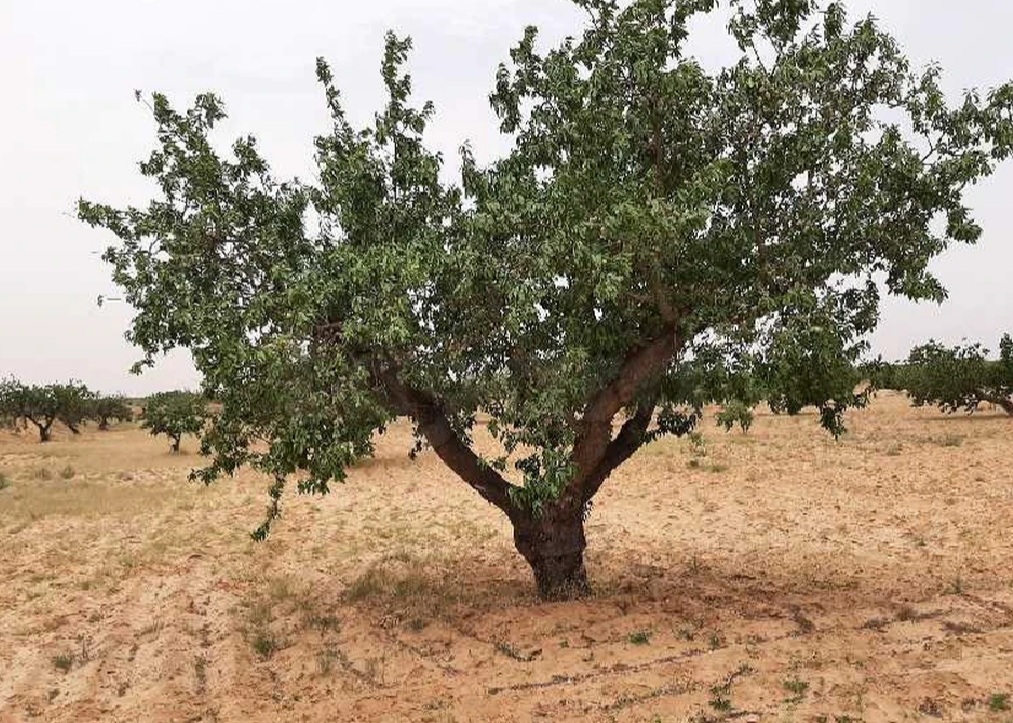 Terrain&nbsp;Terrain agricole