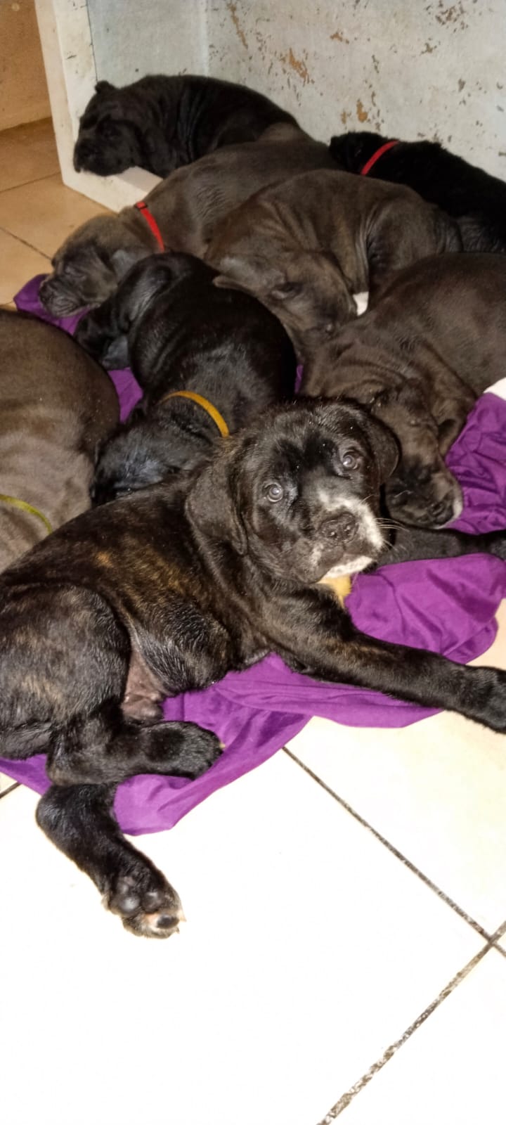 Carthage&nbsp;Carthage&nbsp;Chiens&nbsp;Autre&nbsp;8 chiots cani corso