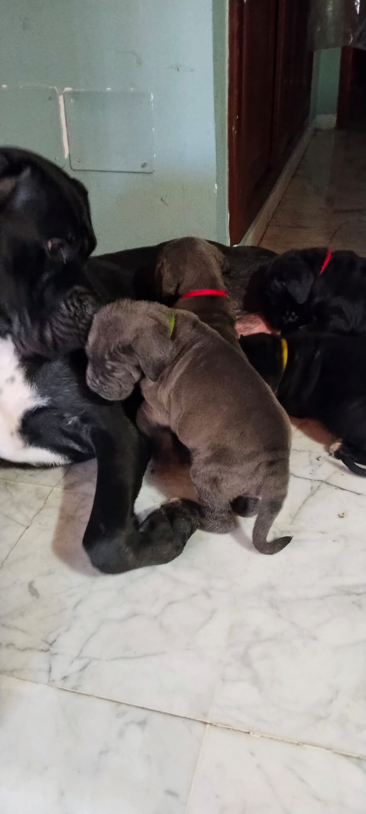Carthage&nbsp;Carthage&nbsp;Chiens&nbsp;Autre&nbsp;8 chiots cani corso