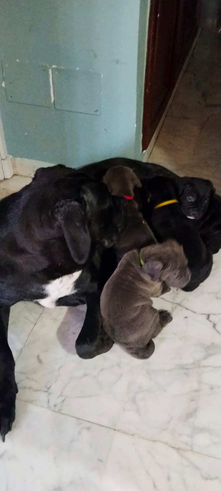 Carthage&nbsp;Carthage&nbsp;Chiens&nbsp;Autre&nbsp;8 chiots cani corso