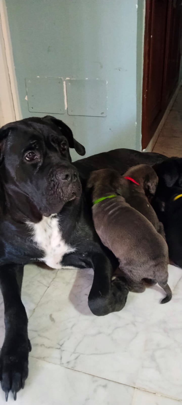 Chiens&nbsp;Autre