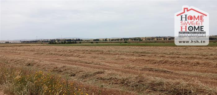 Borj El Amri&nbsp;Borj El Amri&nbsp;Terrain&nbsp;Terrain agricole&nbsp;Terrain agricole zoe � messadina borj amri