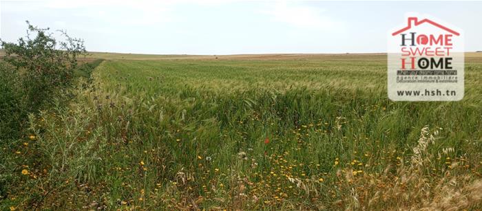 Terrain&nbsp;Terrain agricole