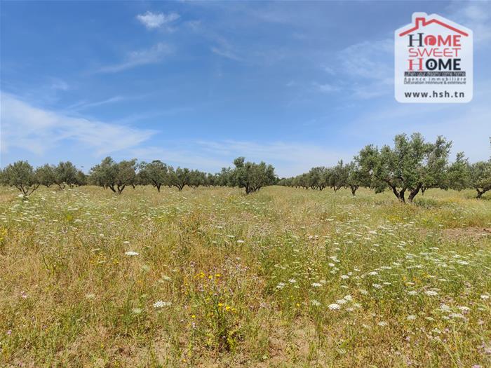 El Fahs&nbsp;El Fahs&nbsp;Terrain&nbsp;Terrain agricole&nbsp;Terrain agricole elga � el fahs