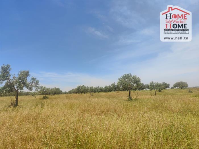 El Fahs&nbsp;El Fahs&nbsp;Terrain&nbsp;Terrain agricole&nbsp;Terrain agricole olivest � el fahs