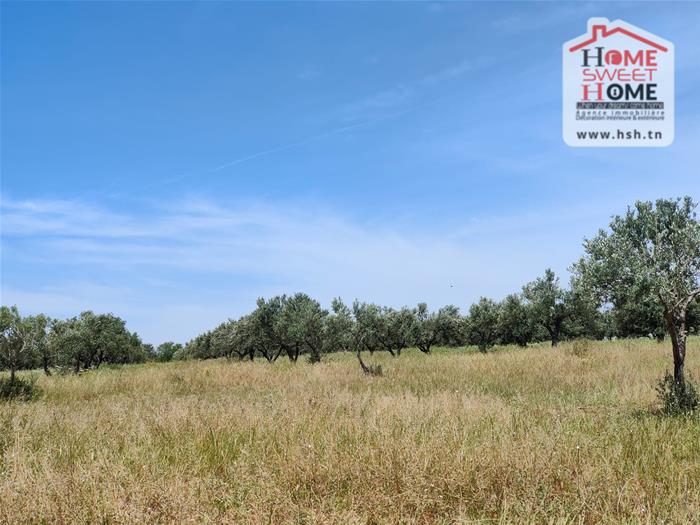 El Fahs&nbsp;El Fahs&nbsp;Terrain&nbsp;Terrain agricole&nbsp;Terrain agricole olivest � el fahs