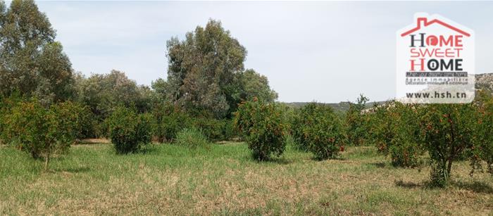 Terrain&nbsp;Terrain agricole