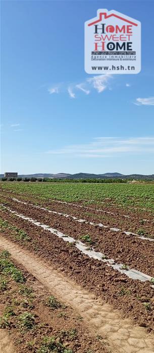 Terrain&nbsp;Terrain agricole
