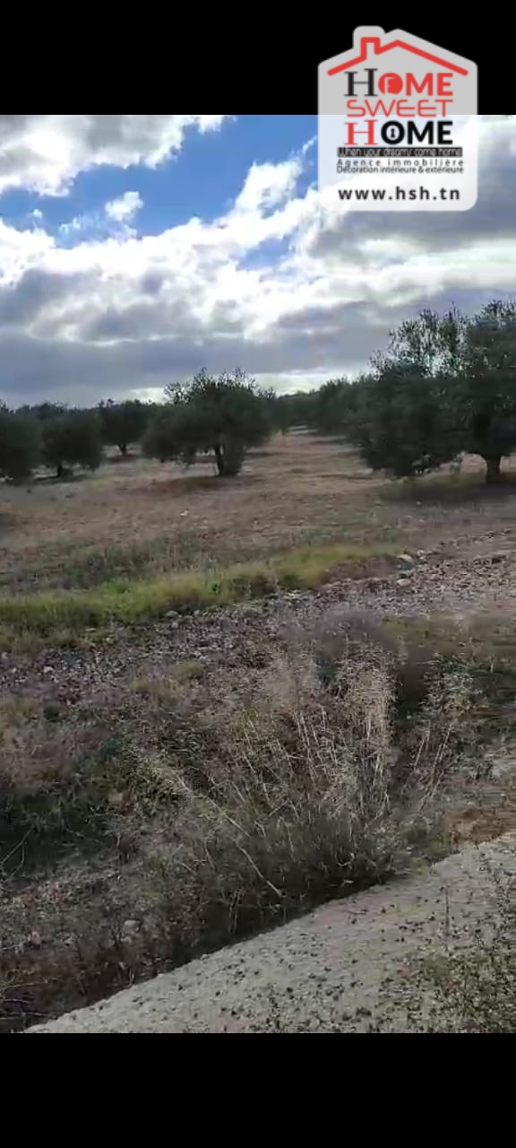 Le Kef Est&nbsp;Le Kef&nbsp;Terrain&nbsp;Terrain agricole&nbsp;Terrain agricole haiza � kef