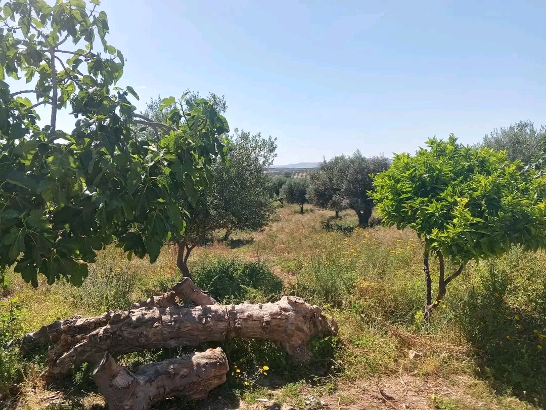 Zaghouan&nbsp;Zaghouan&nbsp;Terrain&nbsp;Terrain agricole&nbsp;1 hectar et 1500m � zahouen
