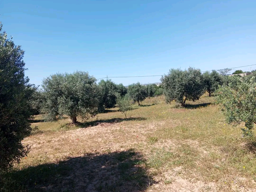 Terrain&nbsp;Terrain agricole