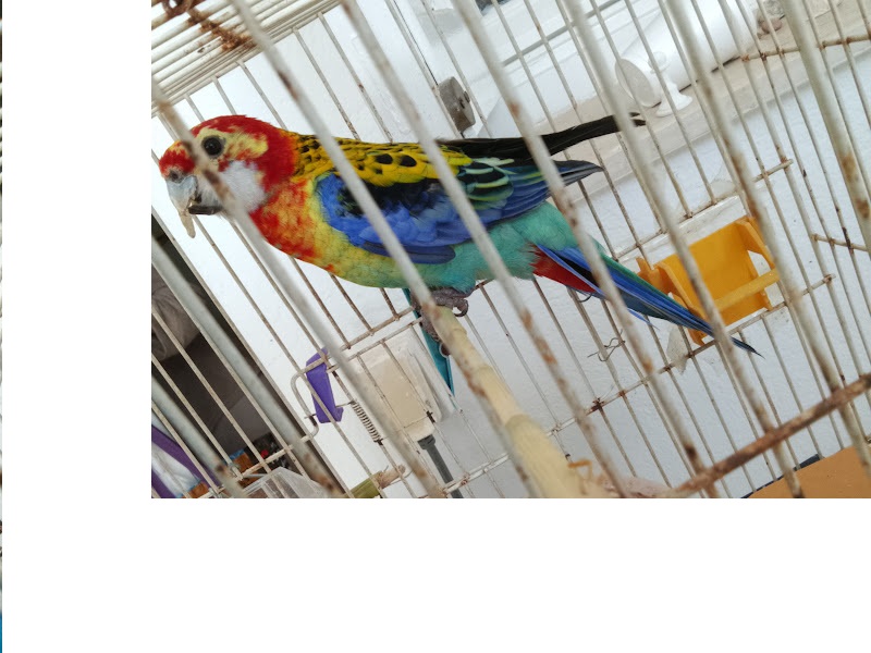 Oiseaux&nbsp;Autre
