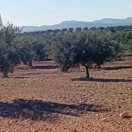 Bir Mcherga&nbsp;Bir Mcherga&nbsp;Terrain&nbsp;Terrain agricole&nbsp;9 hectares zagouane