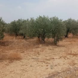 Terrain&nbsp;Terrain agricole