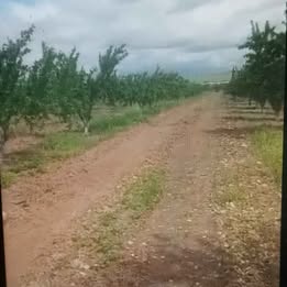 Testour&nbsp;Esslouguia&nbsp;Terrain&nbsp;Terrain agricole&nbsp;6 hectares goutte a goutte