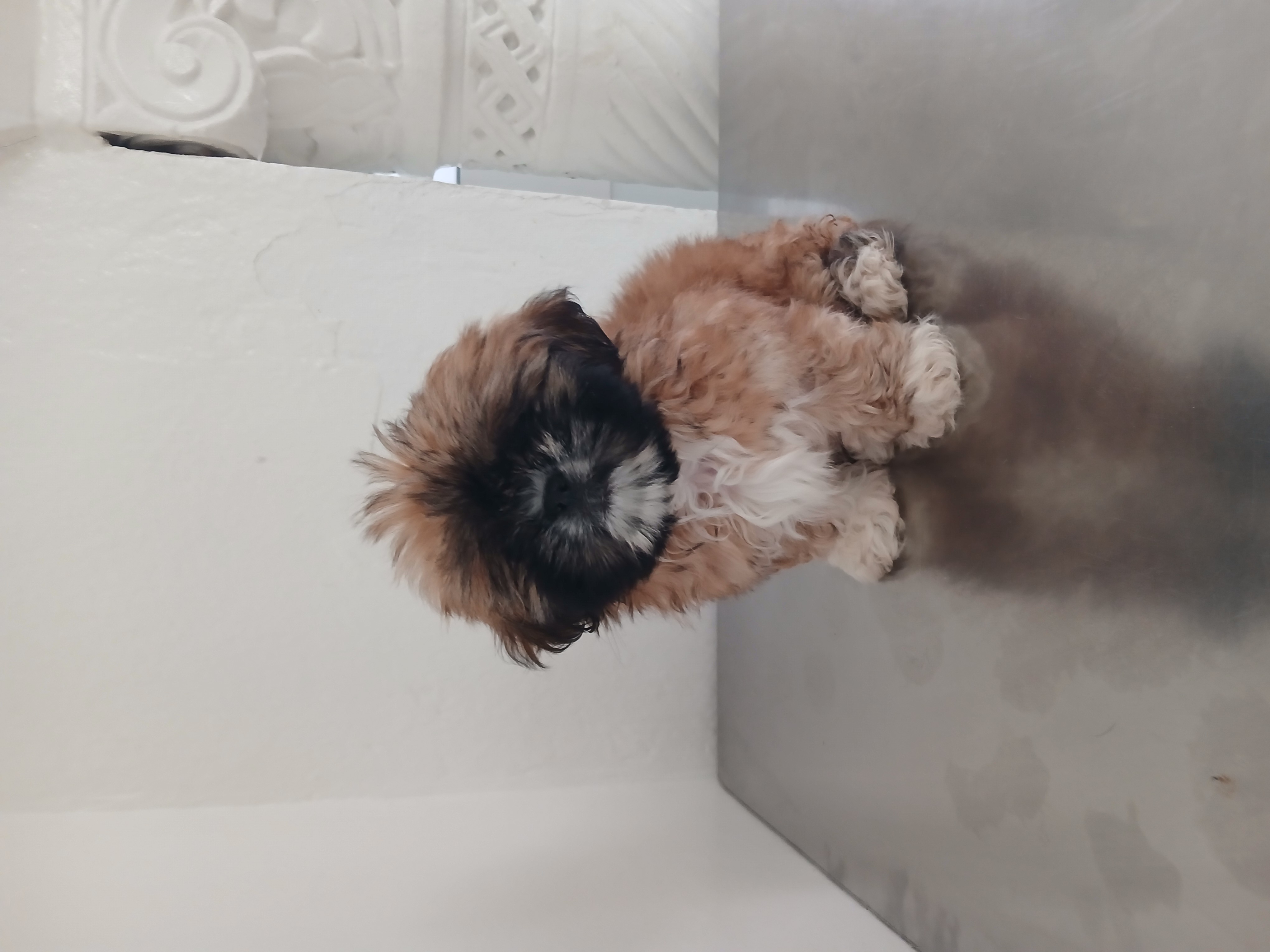 Ezzouhour (Tunis)&nbsp;Cite Ezzouhour&nbsp;Chiens&nbsp;Autre&nbsp;Chiot shih tzu femelle