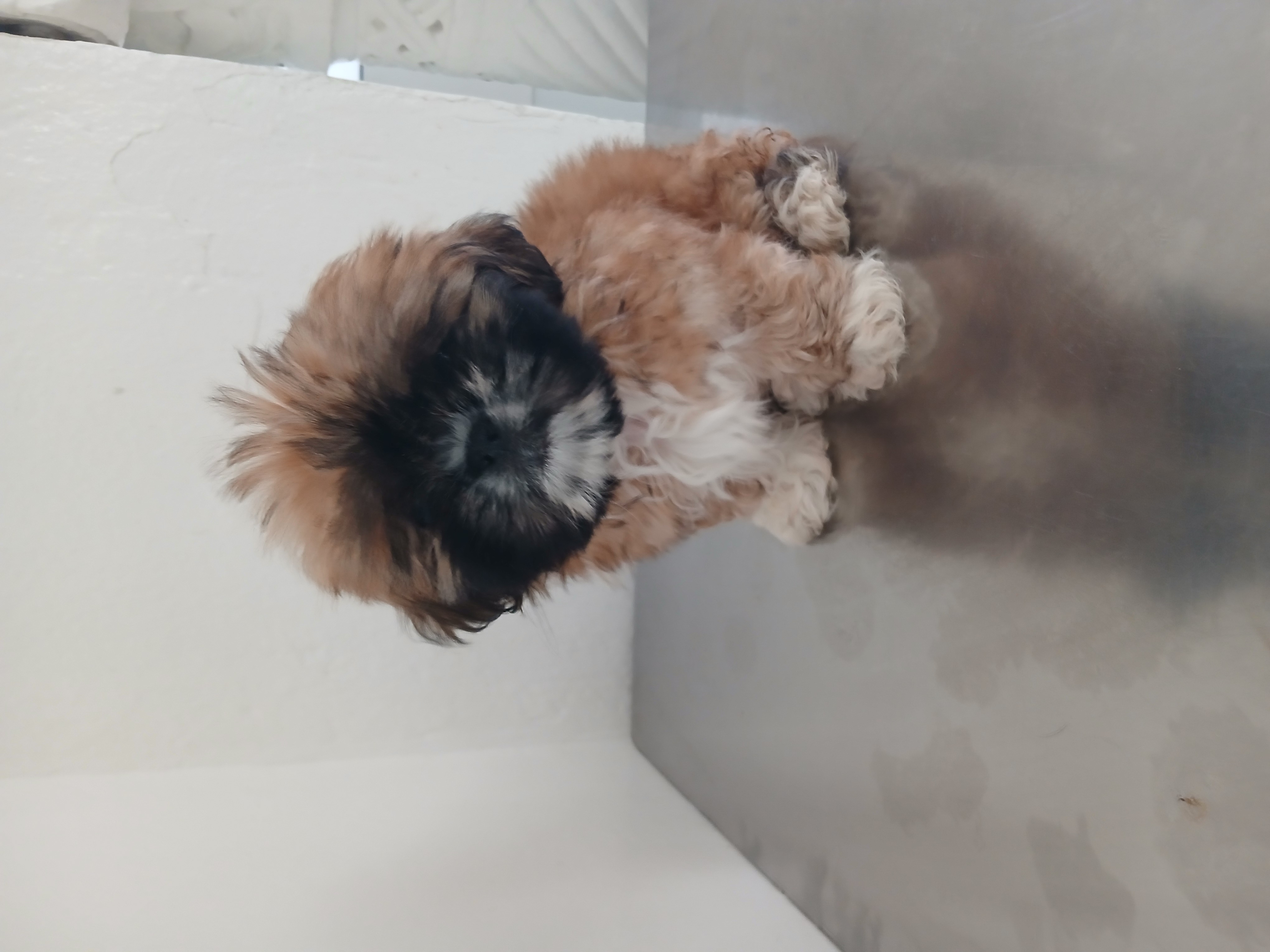 Ezzouhour (Tunis)&nbsp;Cite Ezzouhour&nbsp;Chiens&nbsp;Autre&nbsp;Chiot shih tzu femelle