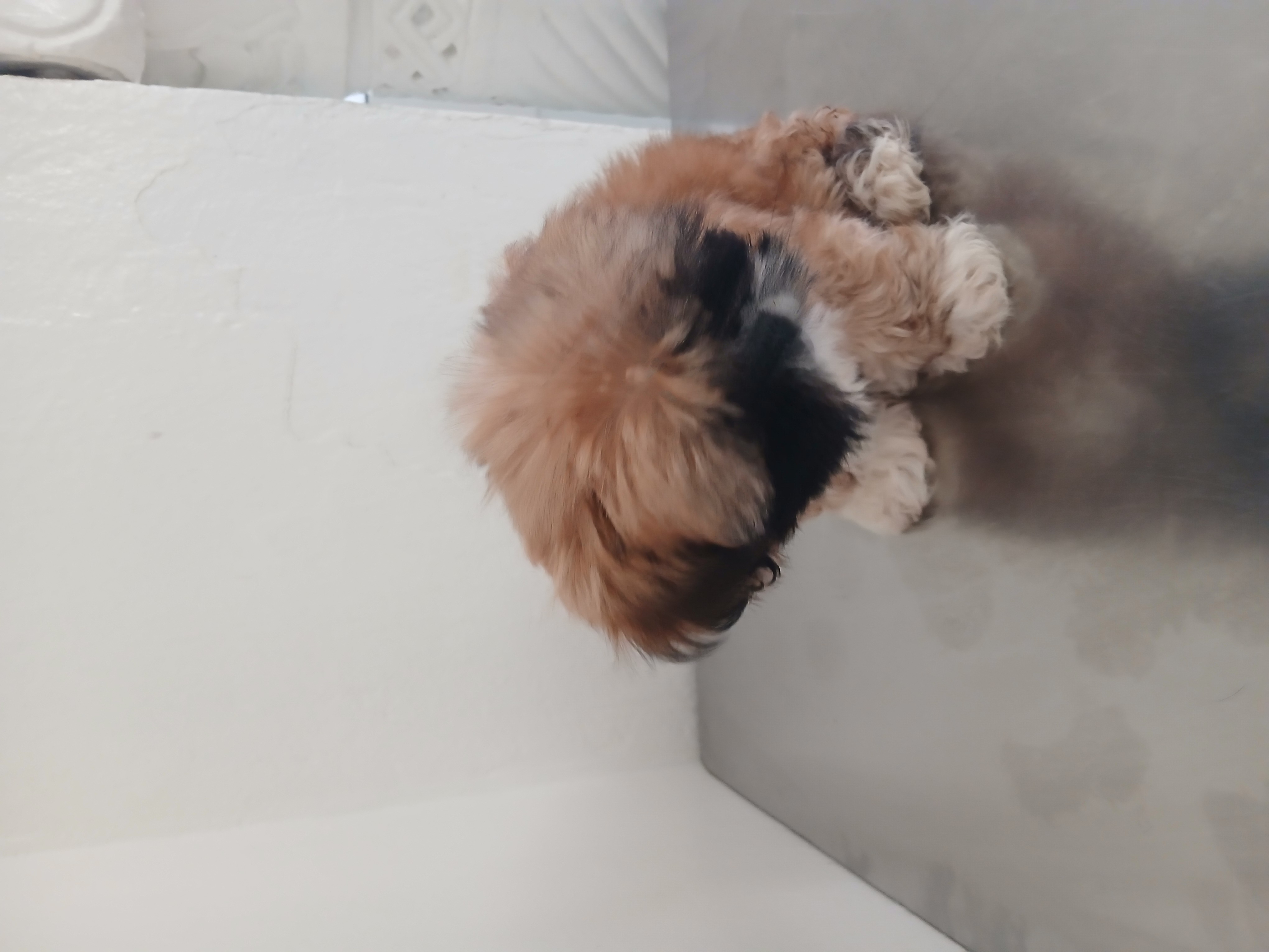 Chiens&nbsp;Autre