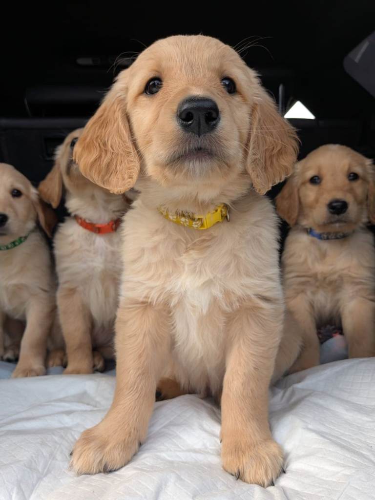 La Soukra&nbsp;Chotrana 2&nbsp;Chiens&nbsp;Autre&nbsp;Chiots golden retriever