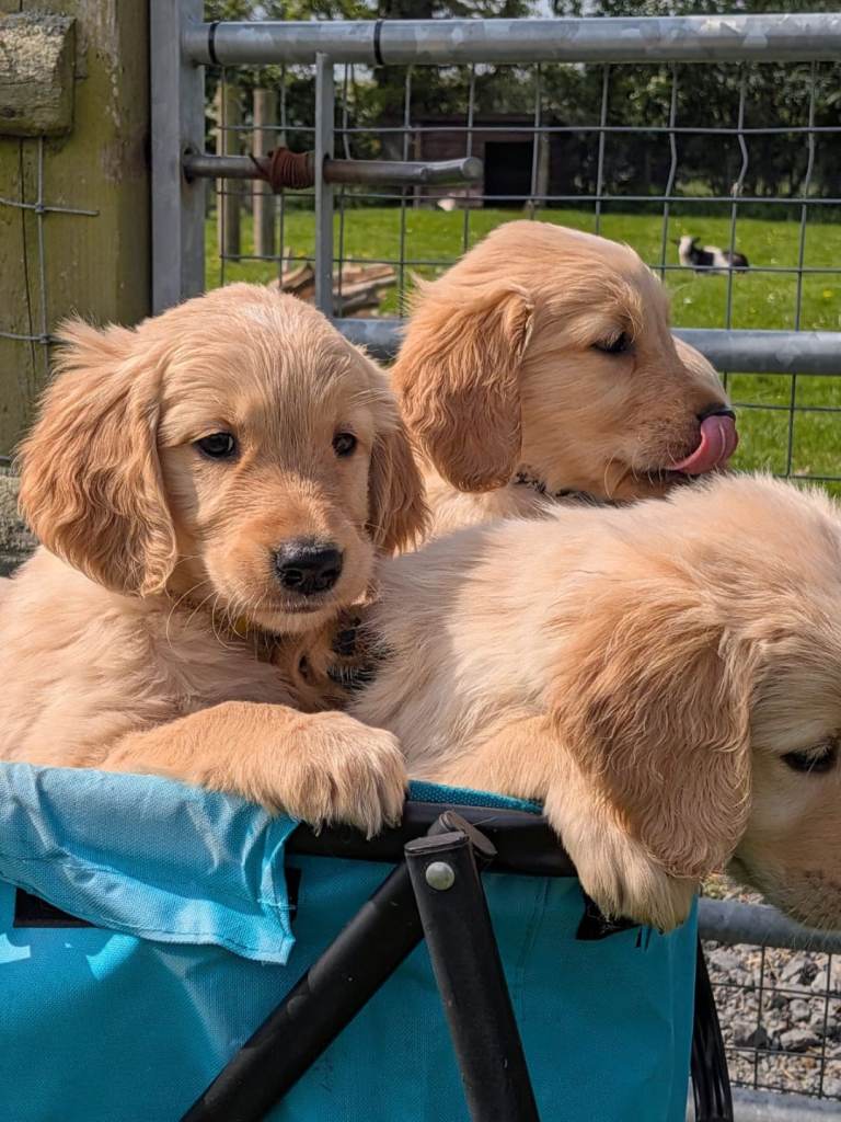 La Soukra&nbsp;Chotrana 2&nbsp;Chiens&nbsp;Autre&nbsp;Chiots golden retriever