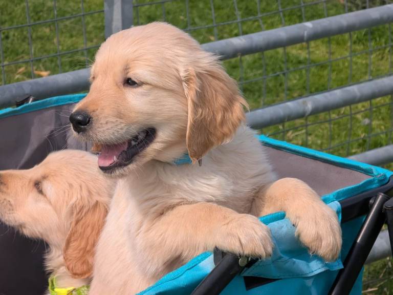 Chiens&nbsp;Autre