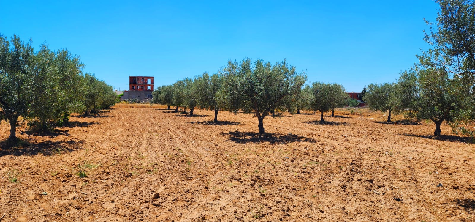 Beni Hassen&nbsp;Ghenada&nbsp;Vente&nbsp;Surfaces&nbsp;Terrain 8 lots ghennada monastir titre bleu