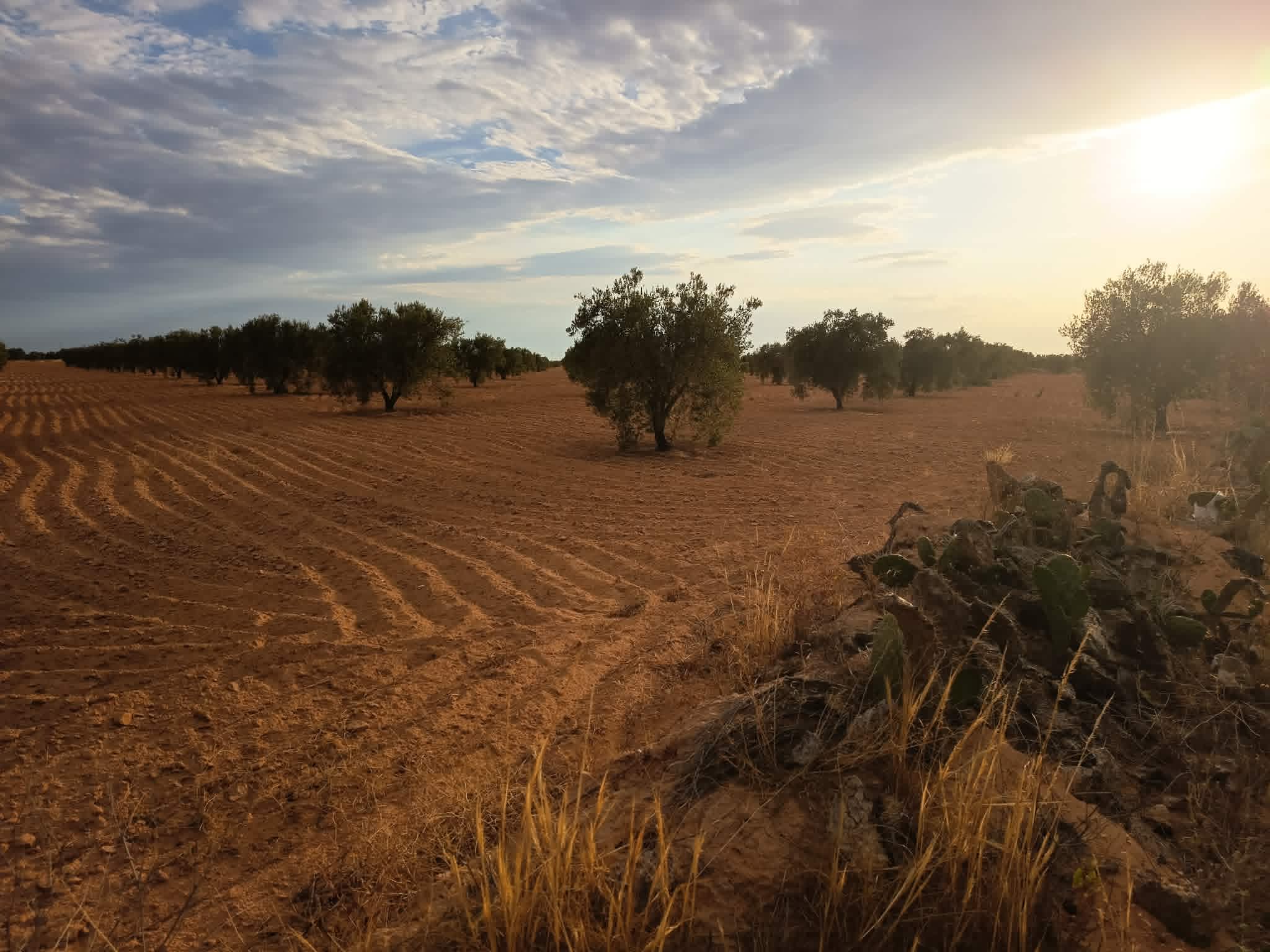 Sfax Ville&nbsp;Sfax&nbsp;Terrain&nbsp;Terrain agricole&nbsp;9 hectares a ahj guessem