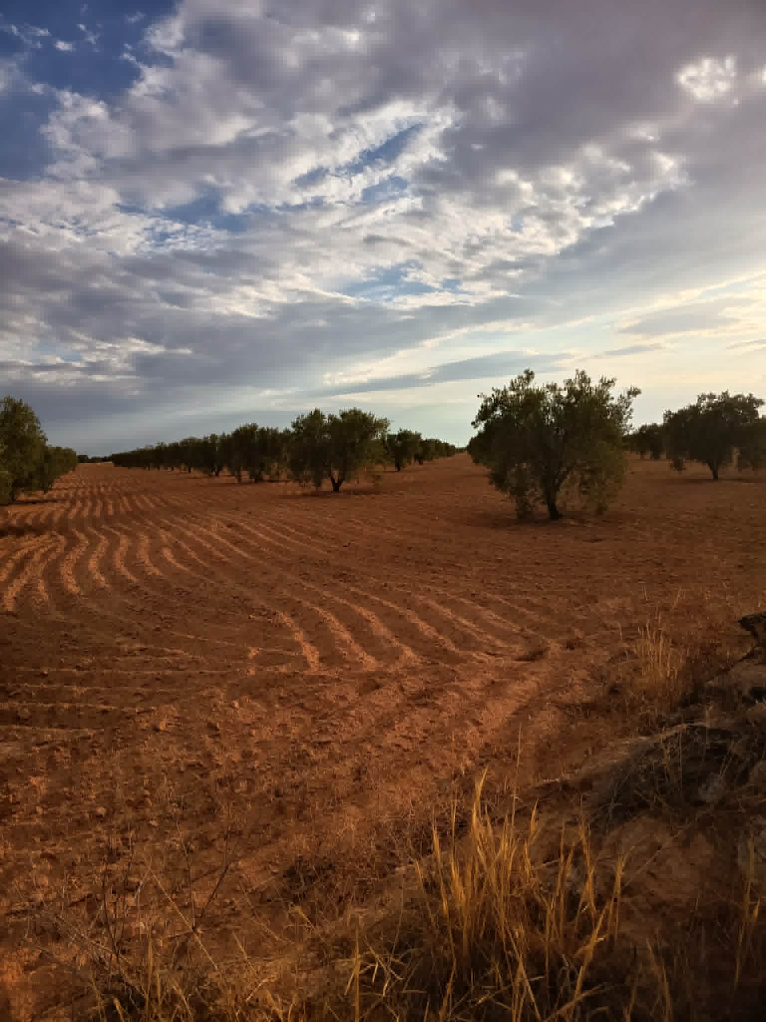 Sfax Ville&nbsp;Sfax&nbsp;Terrain&nbsp;Terrain agricole&nbsp;9 hectares a ahj guessem
