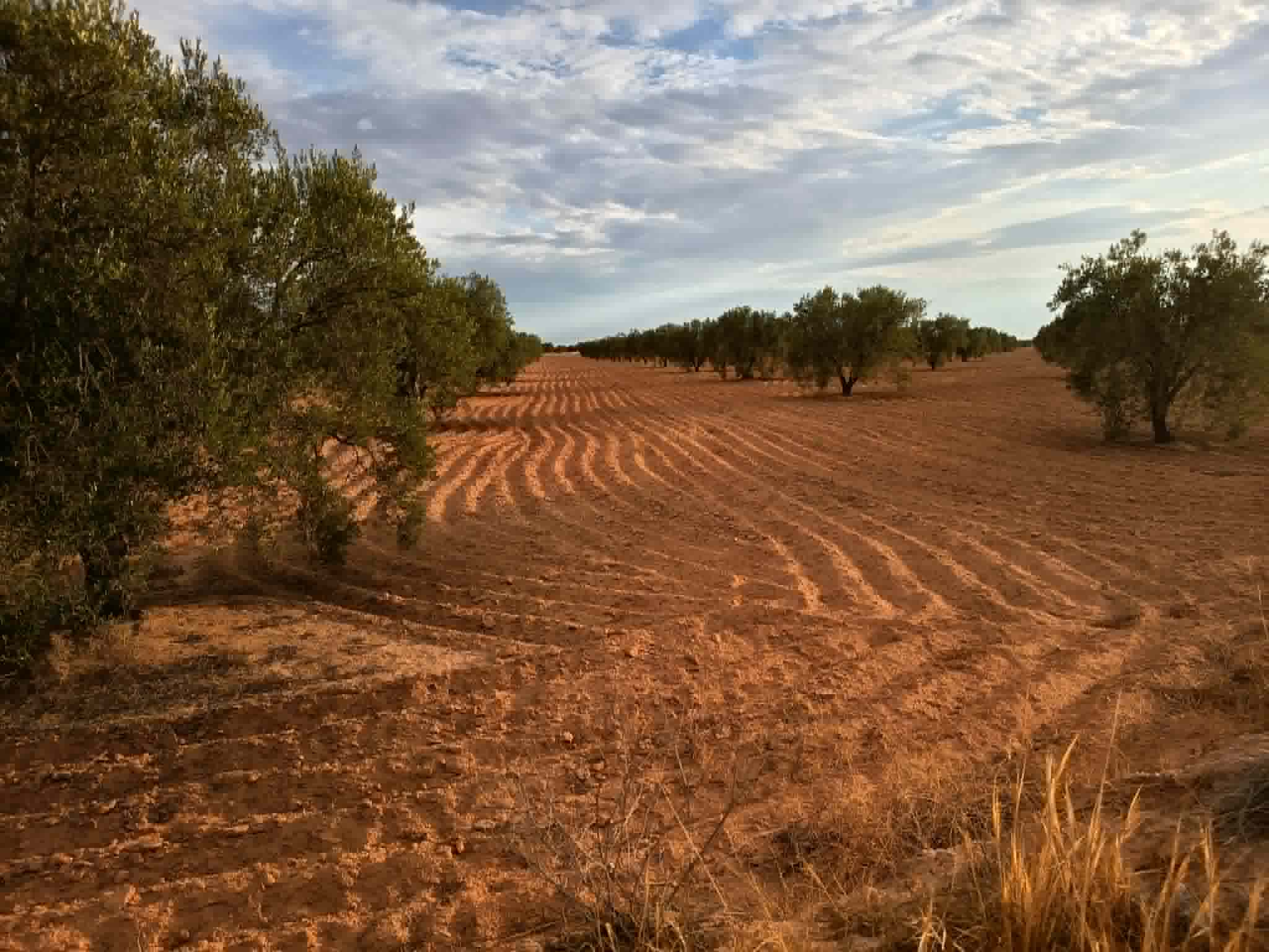 Terrain&nbsp;Terrain agricole
