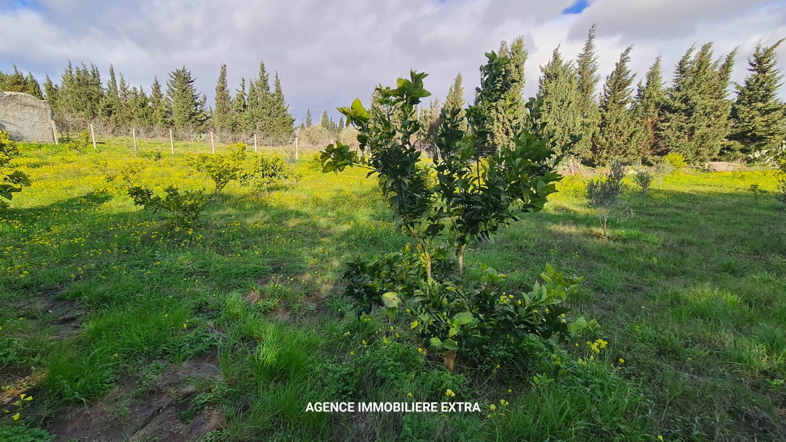 Beni Khiar&nbsp;Ghardaya&nbsp;Terrain&nbsp;Terrain agricole&nbsp;Campagne � ghardaya