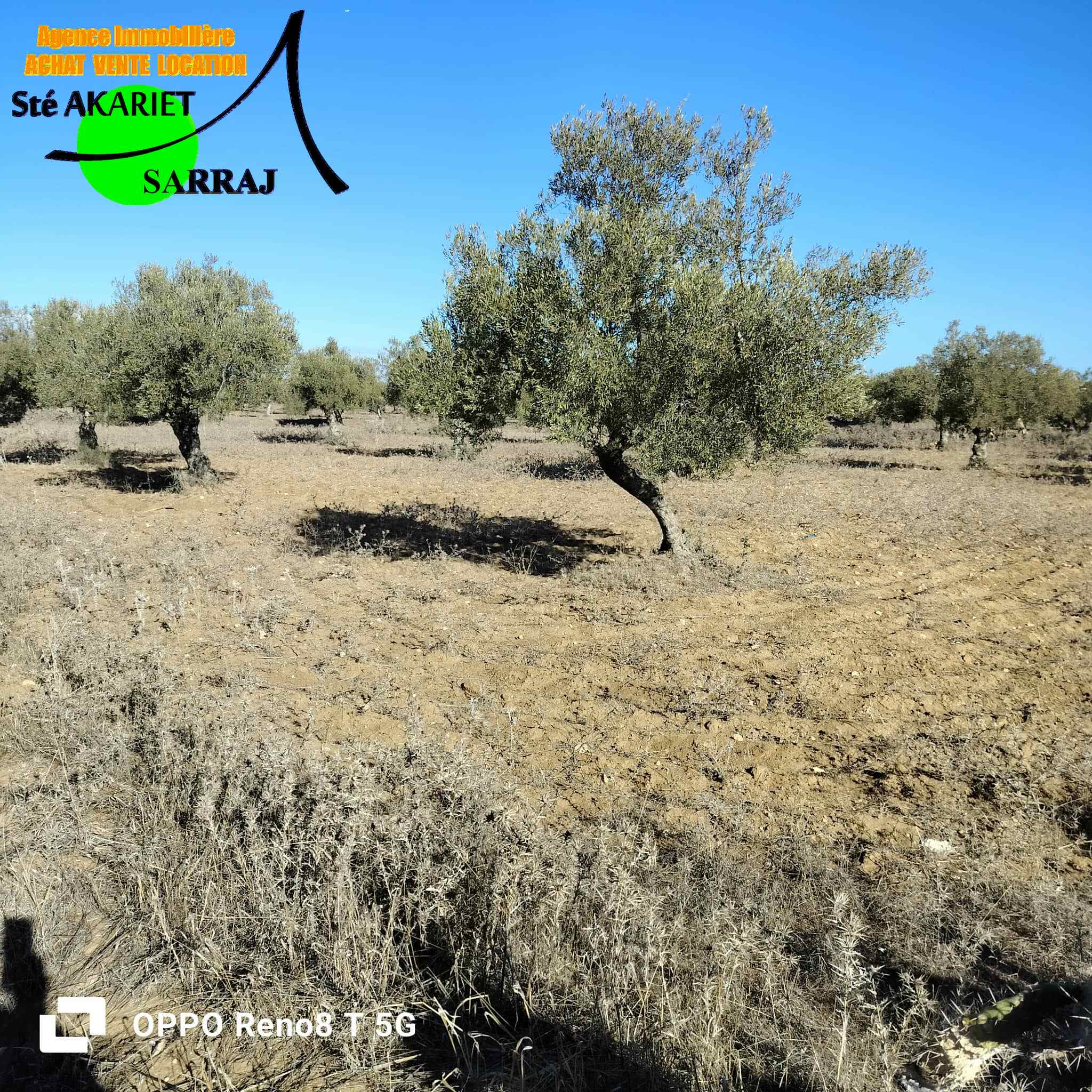 Hergla&nbsp;Hergla&nbsp;Terrain&nbsp;Terrain agricole&nbsp;Lot d'investissement 1200m derri�re karting hergla