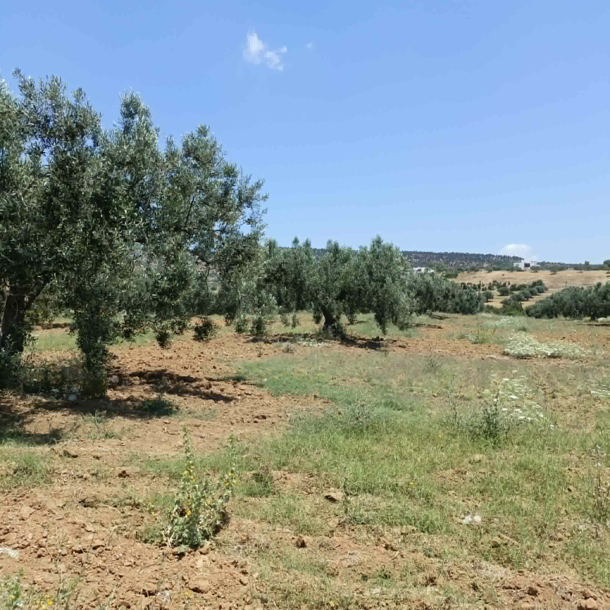 Hammamet&nbsp;Hammamet&nbsp;Terrain&nbsp;Terrain agricole&nbsp;Av  terrain de 4500m avec oliviers � hammamet