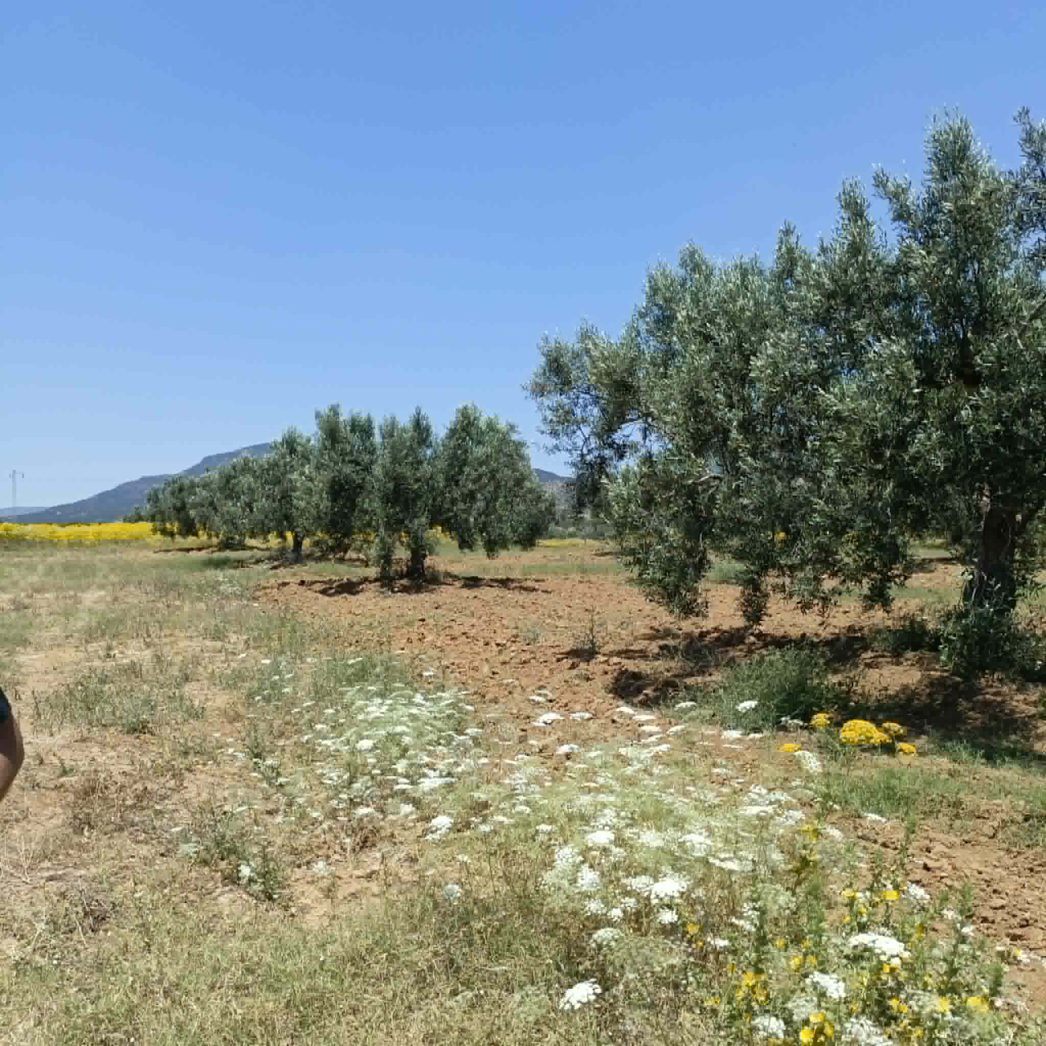 Terrain&nbsp;Terrain agricole