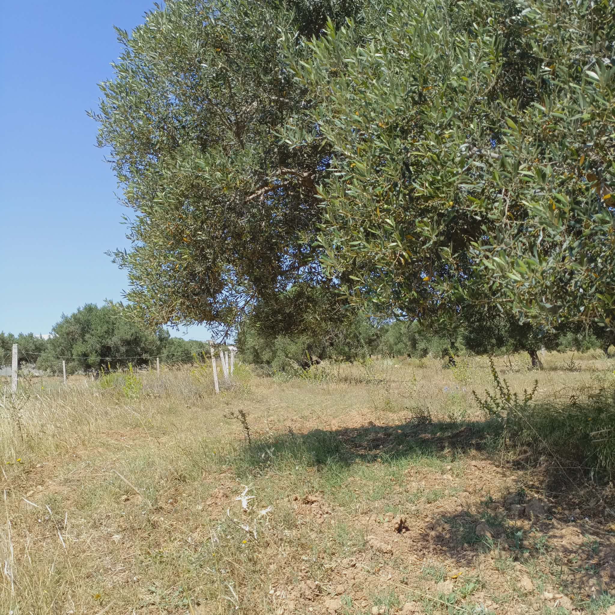 Hammamet&nbsp;Hammamet&nbsp;Vente&nbsp;Surfaces&nbsp;Av 1000m � 5mins � hammamet yasmine