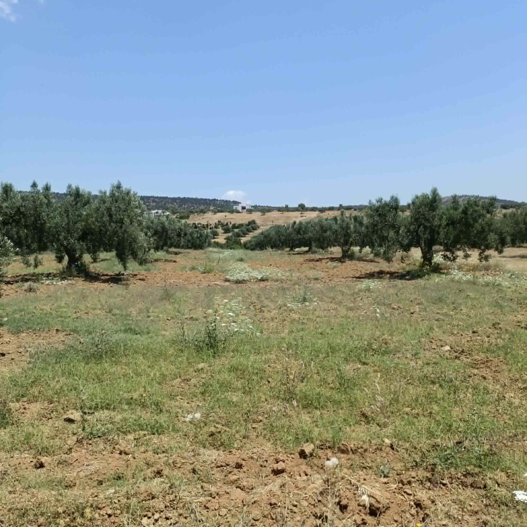 Hammamet&nbsp;Hammamet&nbsp;Terrain&nbsp;Terrain agricole&nbsp;Av terrain 4500mavec oliviers � hammamet