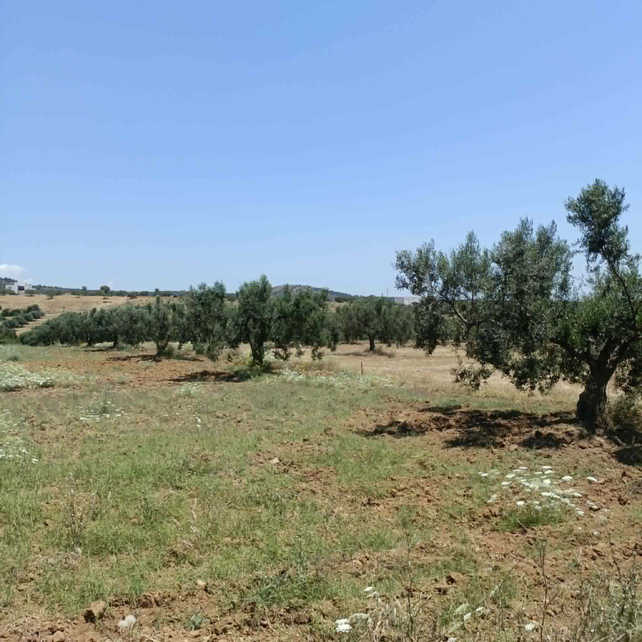 Hammamet&nbsp;Hammamet&nbsp;Terrain&nbsp;Terrain agricole&nbsp;Av terrain 4500mavec oliviers � hammamet