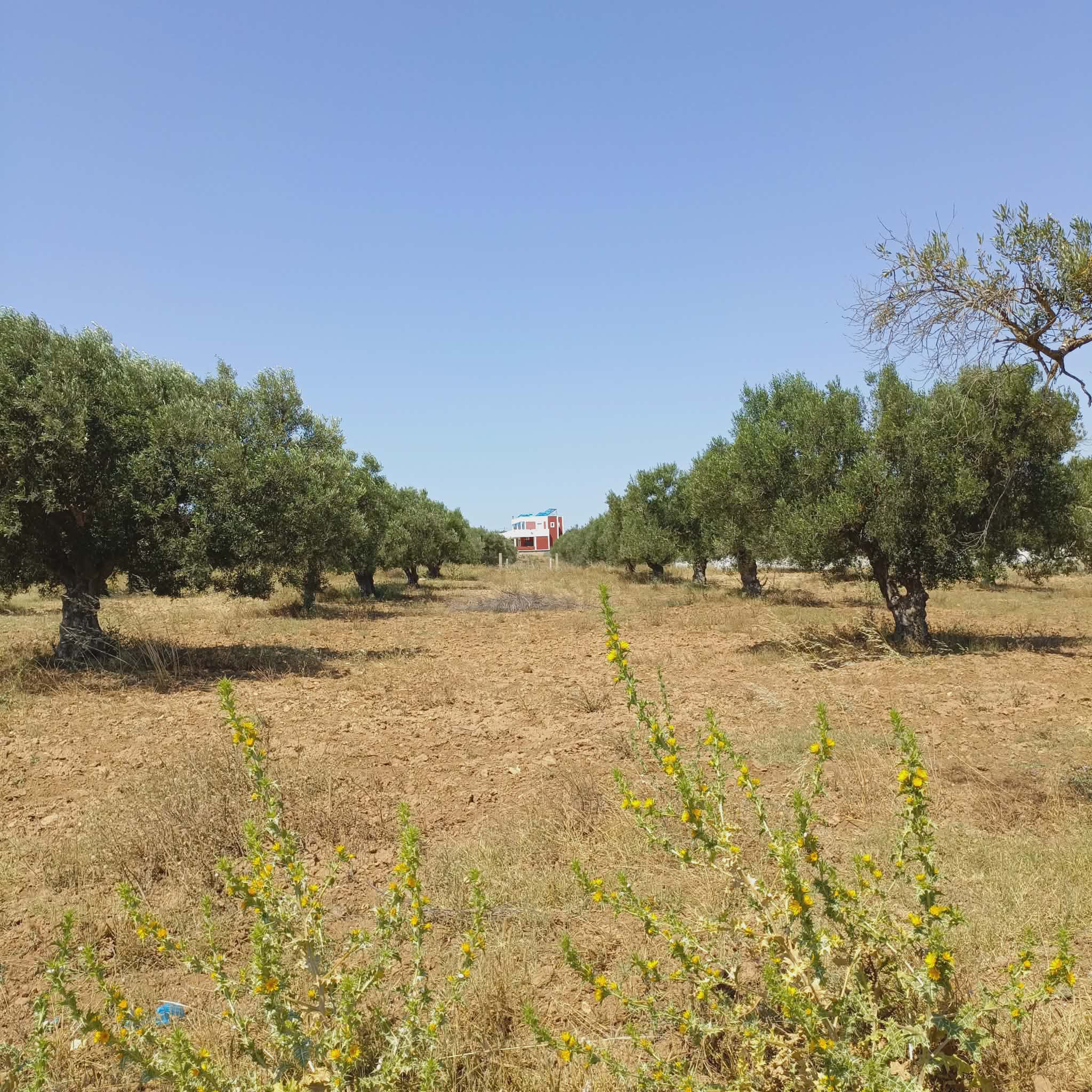 Hammamet&nbsp;Hammamet&nbsp;Terrain&nbsp;Terrain agricole&nbsp;Av terrain de 1000m � 80md proche hammamet