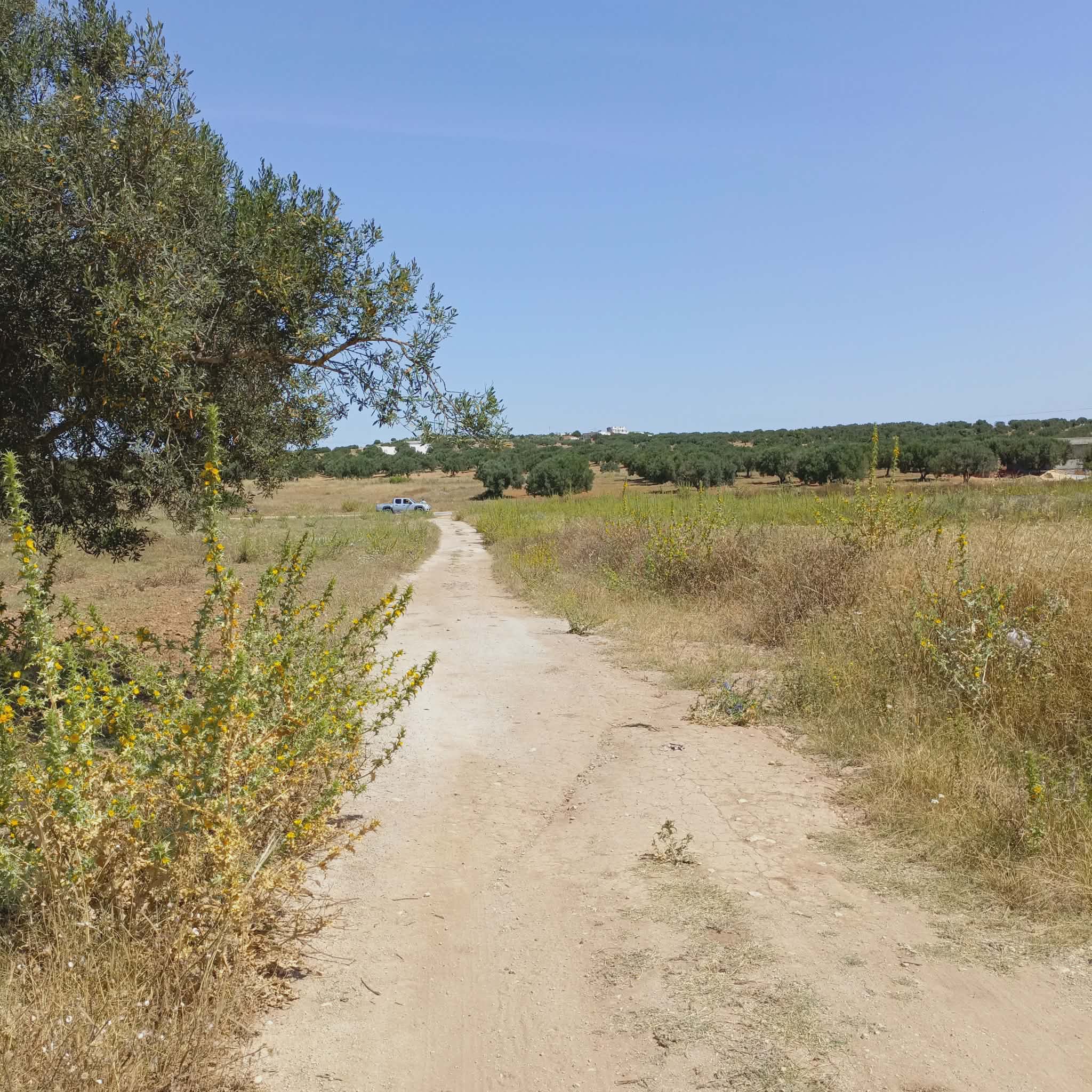 Hammamet&nbsp;Hammamet&nbsp;Terrain&nbsp;Terrain agricole&nbsp;Av terrain de 1000m � 80md proche hammamet