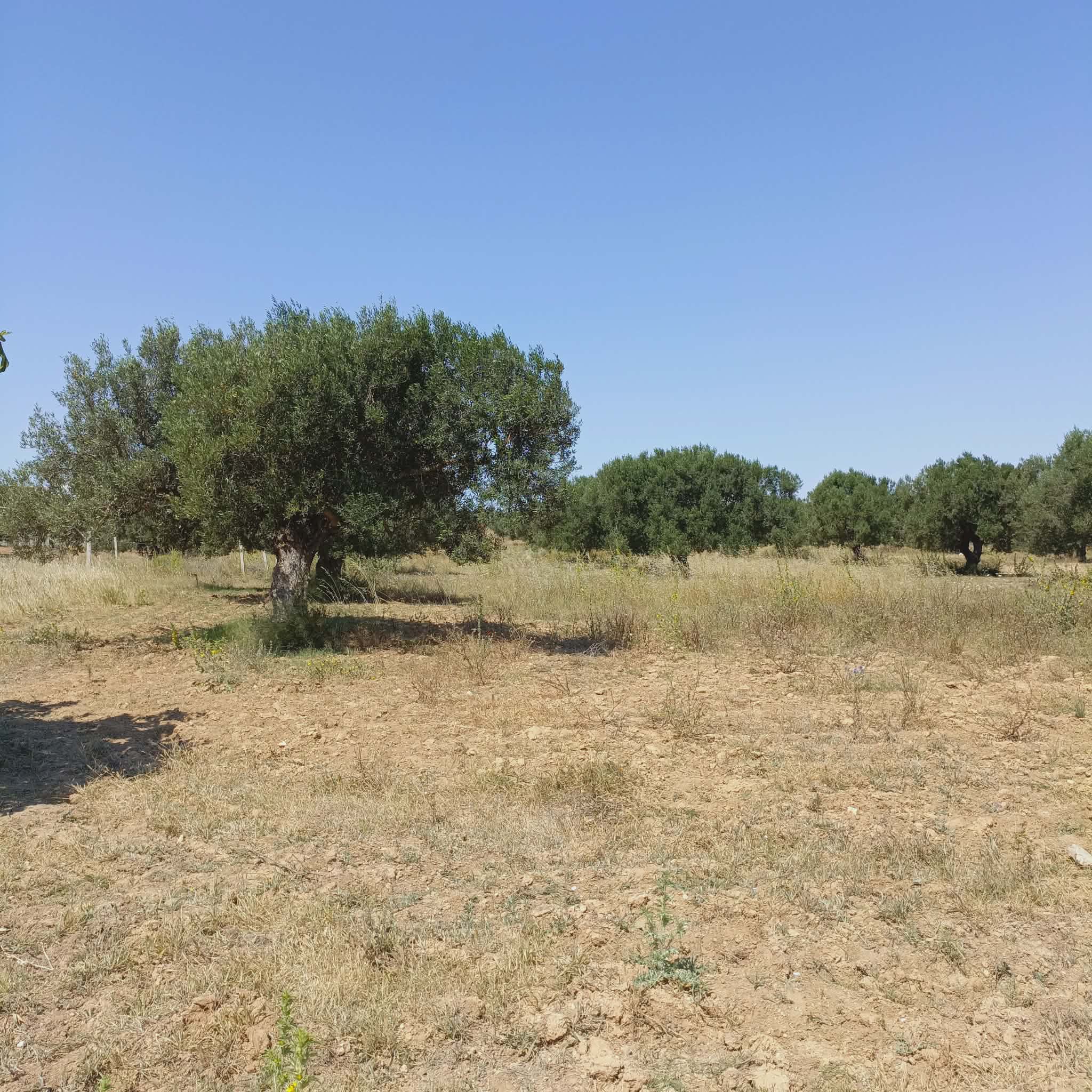 Terrain&nbsp;Terrain agricole