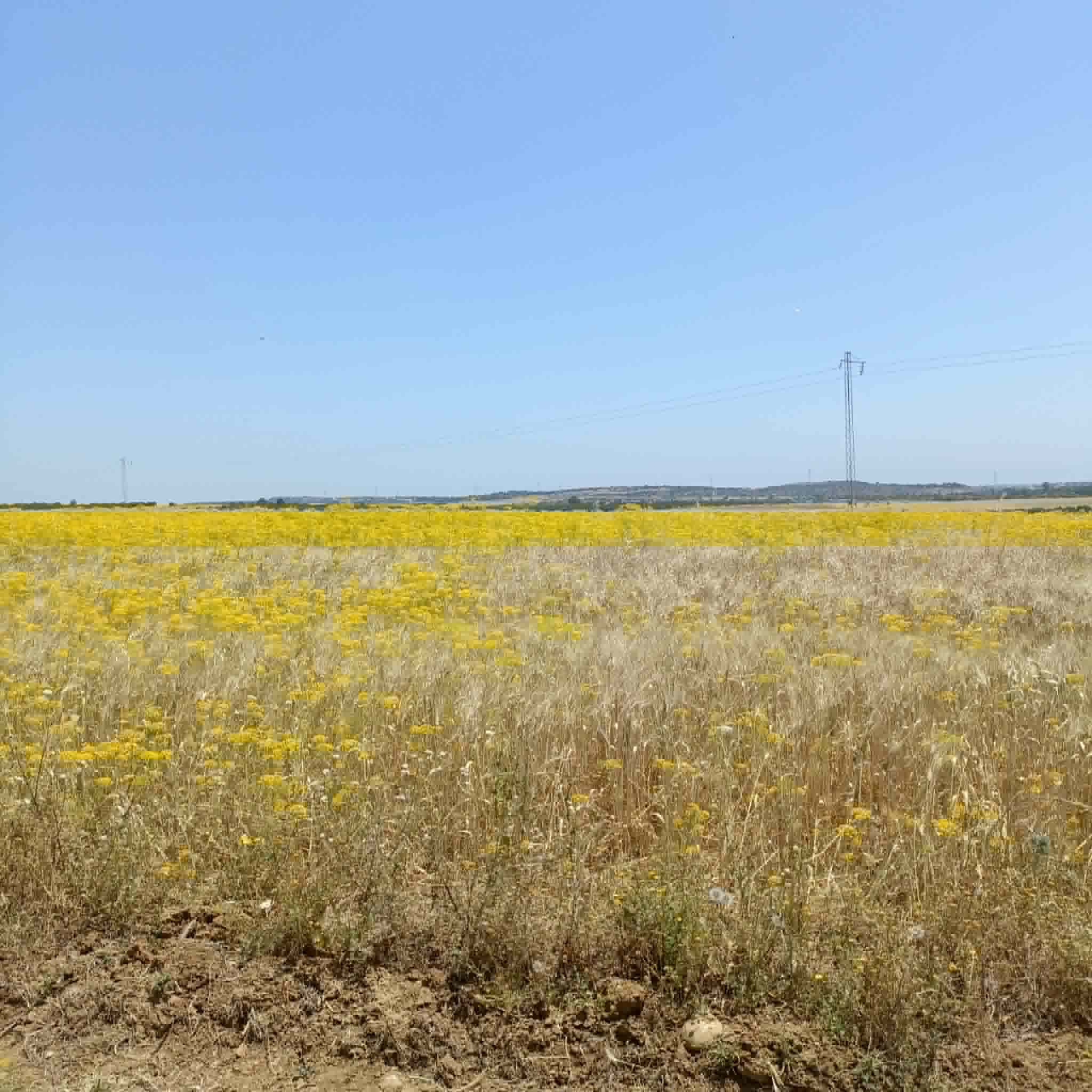 Hammamet&nbsp;Hammamet&nbsp;Vente&nbsp;Maisons&nbsp;Av 4900m � 68md � hammamet sud