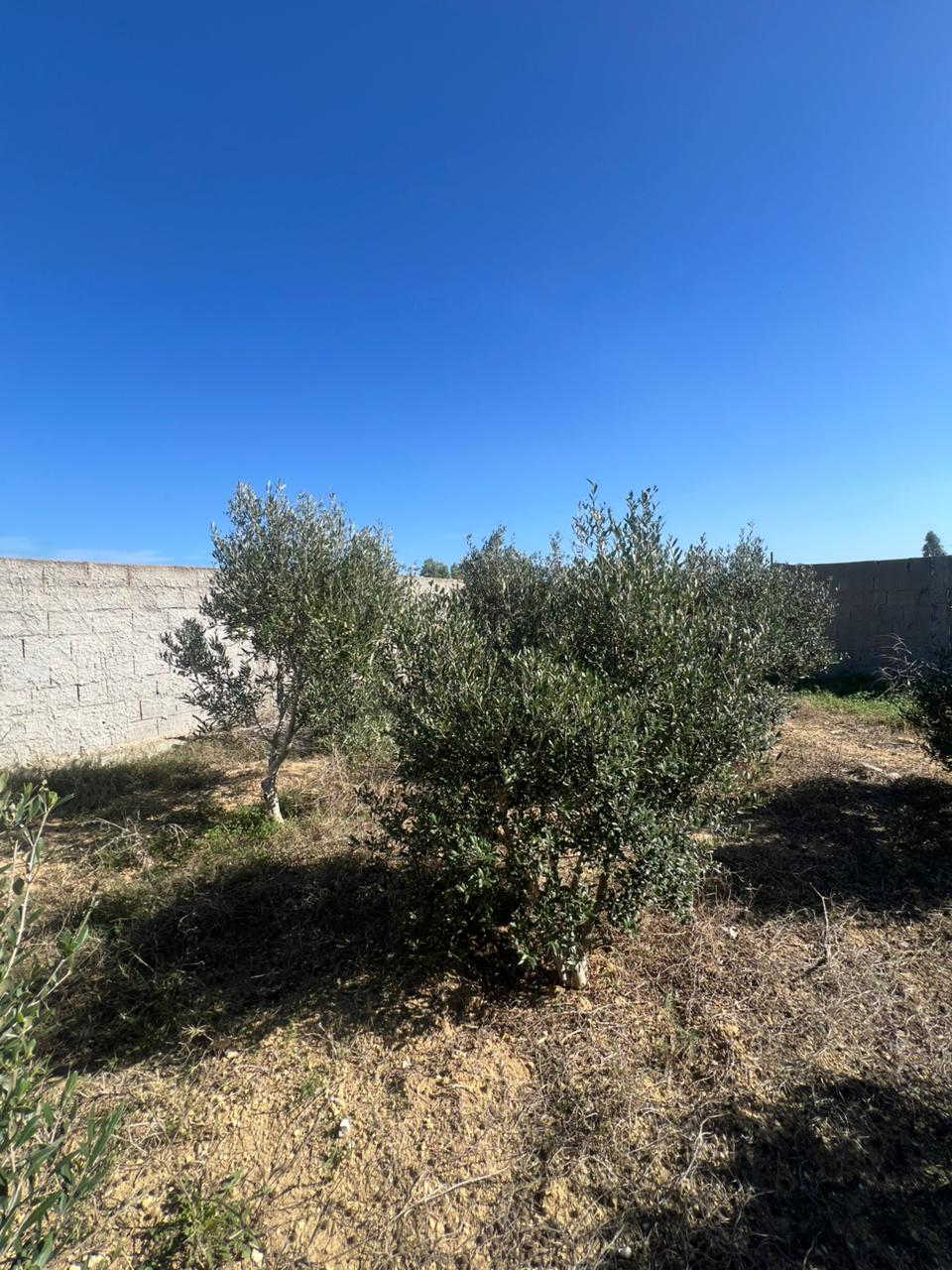 Terrain&nbsp;Terrain agricole