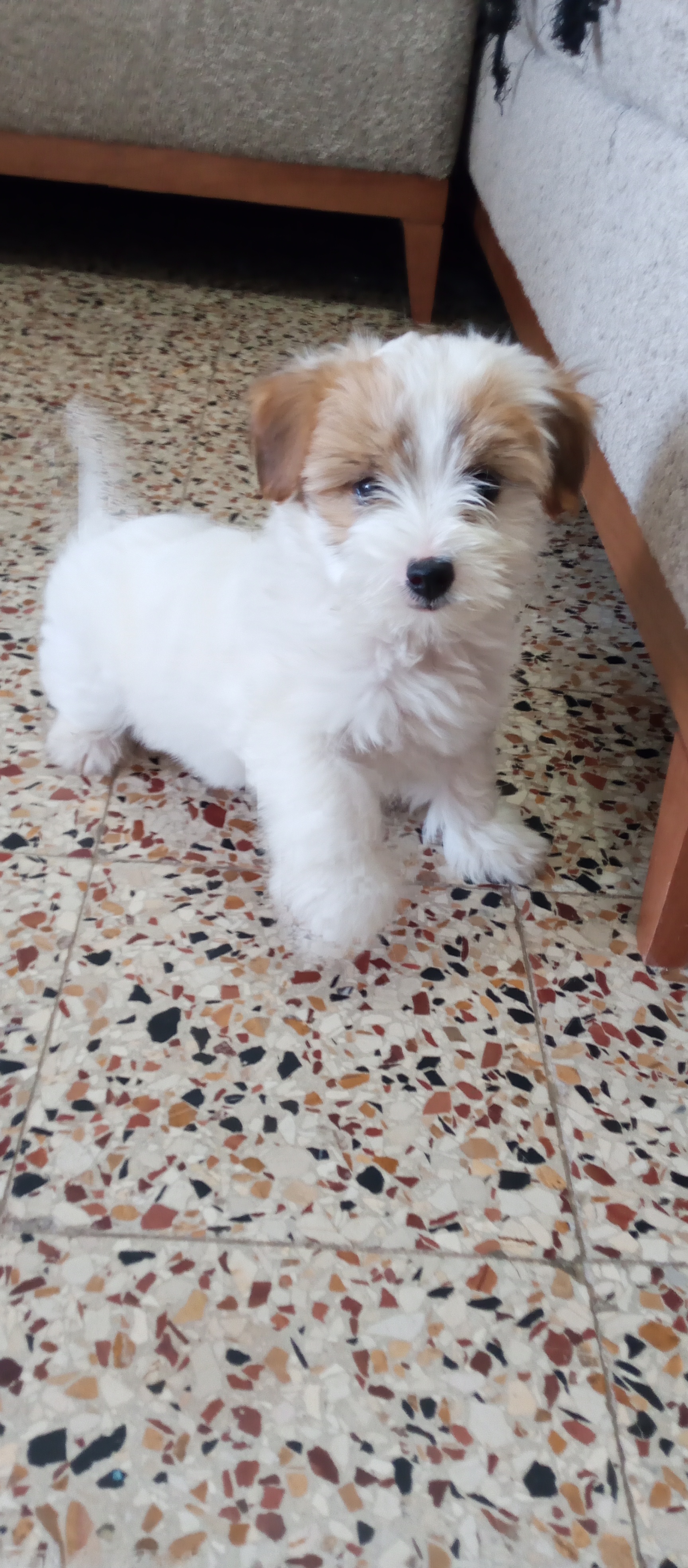 El Menzah&nbsp;El Menzah 1&nbsp;Chiens&nbsp;Autre&nbsp;Caniche de poche