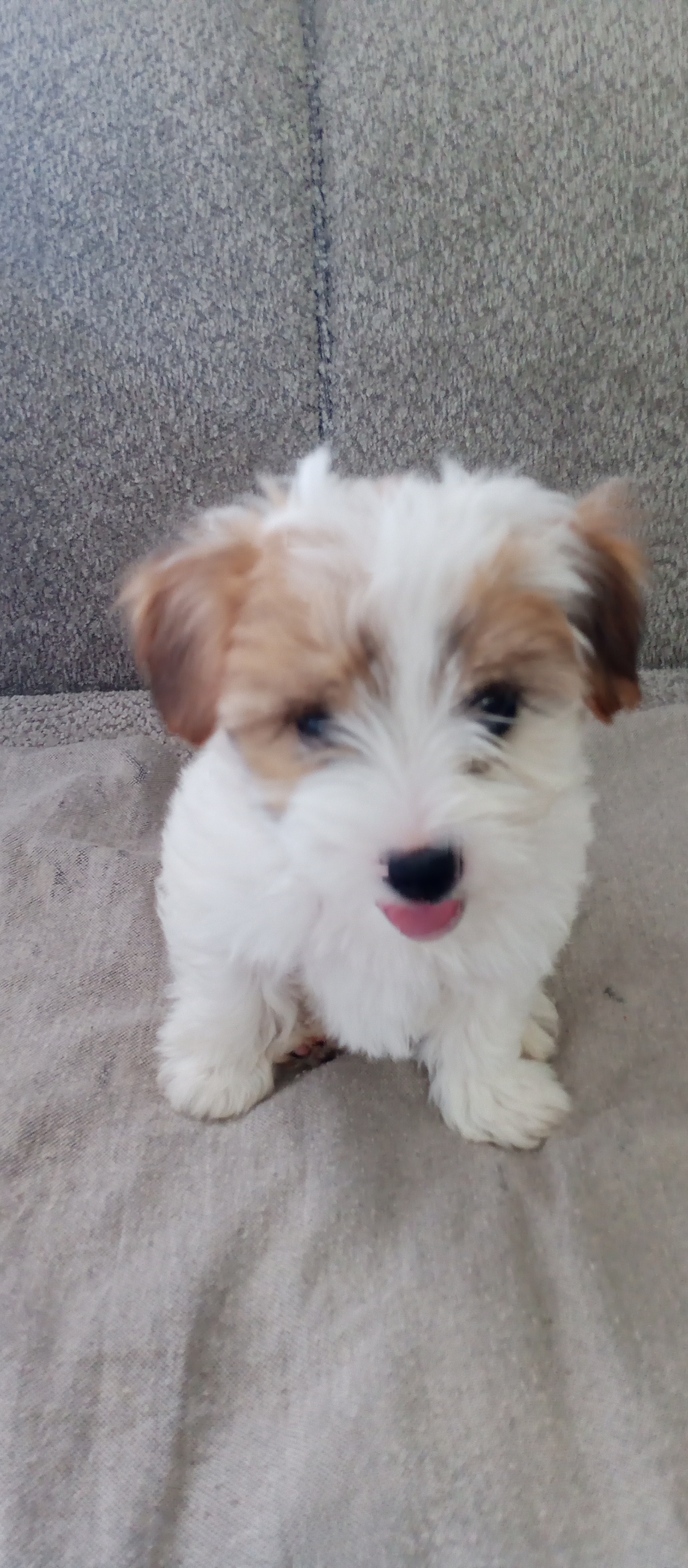 Chiens&nbsp;Autre