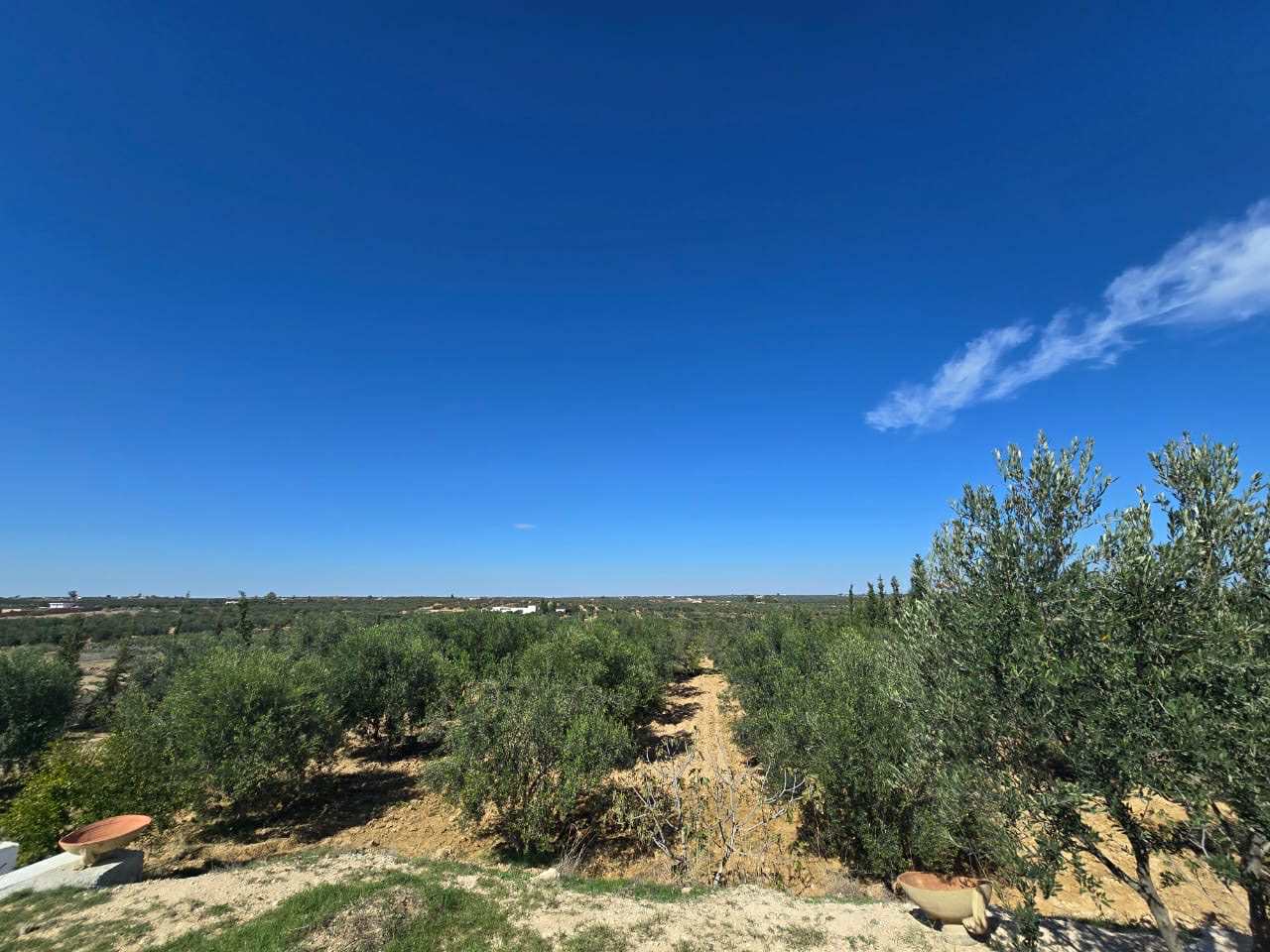 Kalaa Essghira&nbsp;Oued Laya&nbsp;Terrain&nbsp;Terrain agricole&nbsp;Sania complet