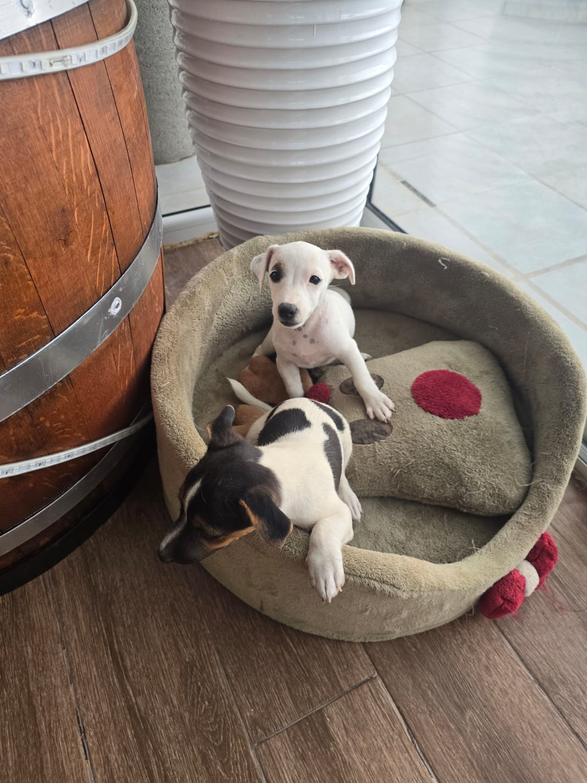 Chiens&nbsp;Autre