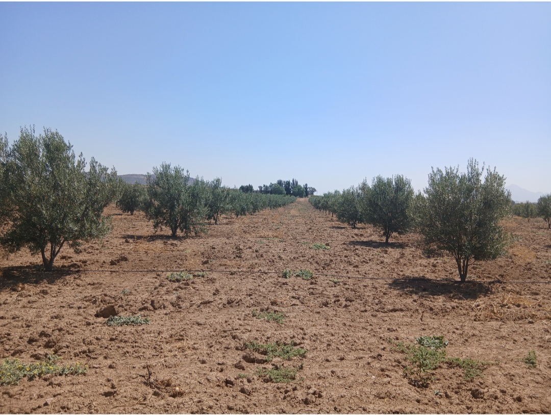 Zaghouan&nbsp;Zaghouan&nbsp;Terrain&nbsp;Terrain agricole&nbsp;Ferme agricole de 10 hectares avec 1 500 oliviers